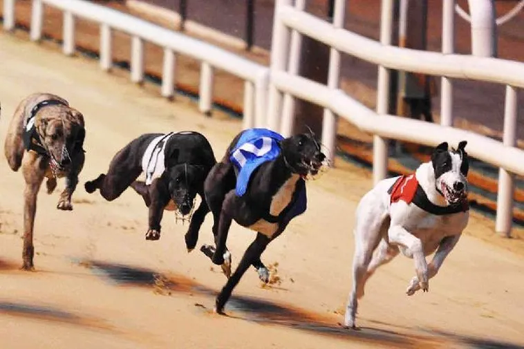 Hướng Dẫn Cách Chơi Game Nhanh Đua Chó Tại 188Loto Chắc Thắng