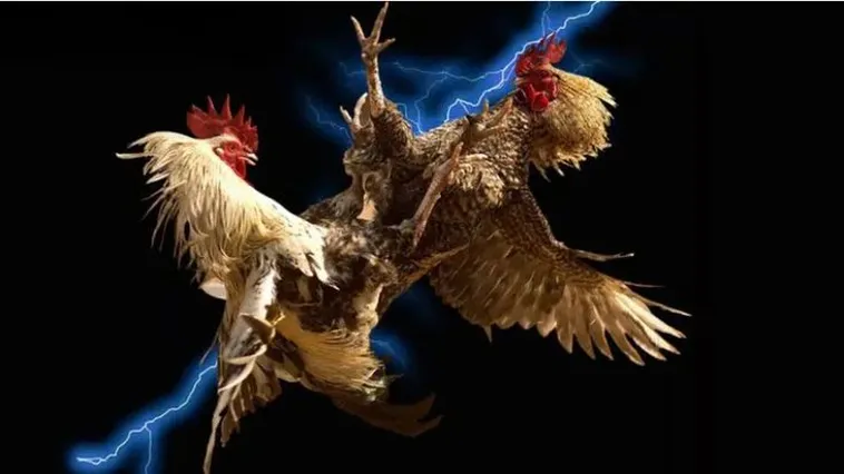 Trải Nghiệm Đỉnh Cao Đá Gà 188Loto Sân Chơi Uy Tín Bậc Nhất