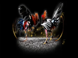 Bậc Thầy Đá Gà Sabong Tại 188Loto Bí Kíp Thắng Lớn Từ A Tới Z