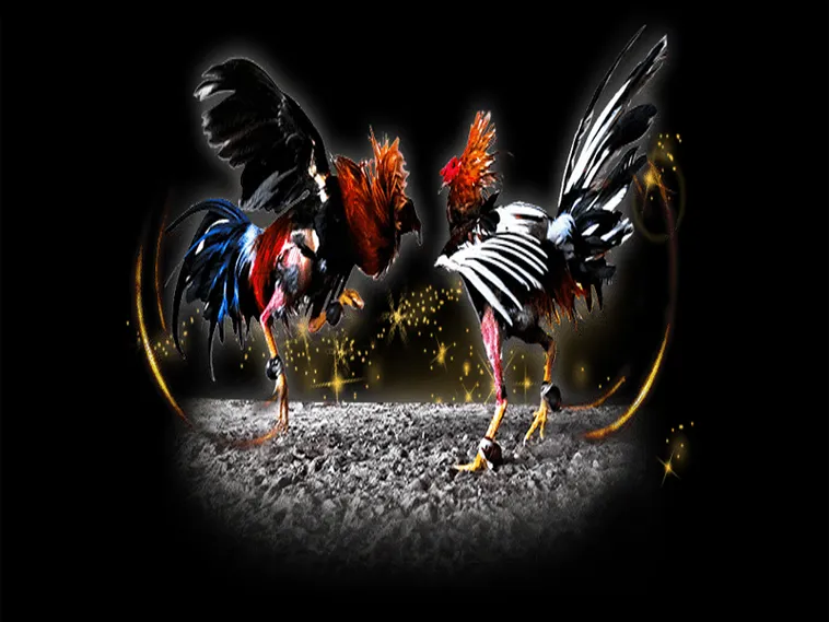 Bậc Thầy Đá Gà Sabong Tại 188Loto Bí Kíp Thắng Lớn Từ A Tới Z