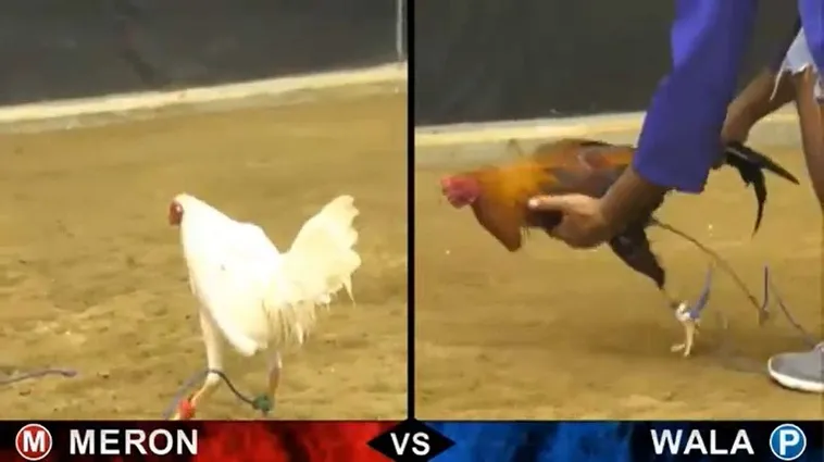 Bậc Thầy Đá Gà Sabong Tại 188Loto Bí Kíp Thắng Lớn Từ A Tới Z